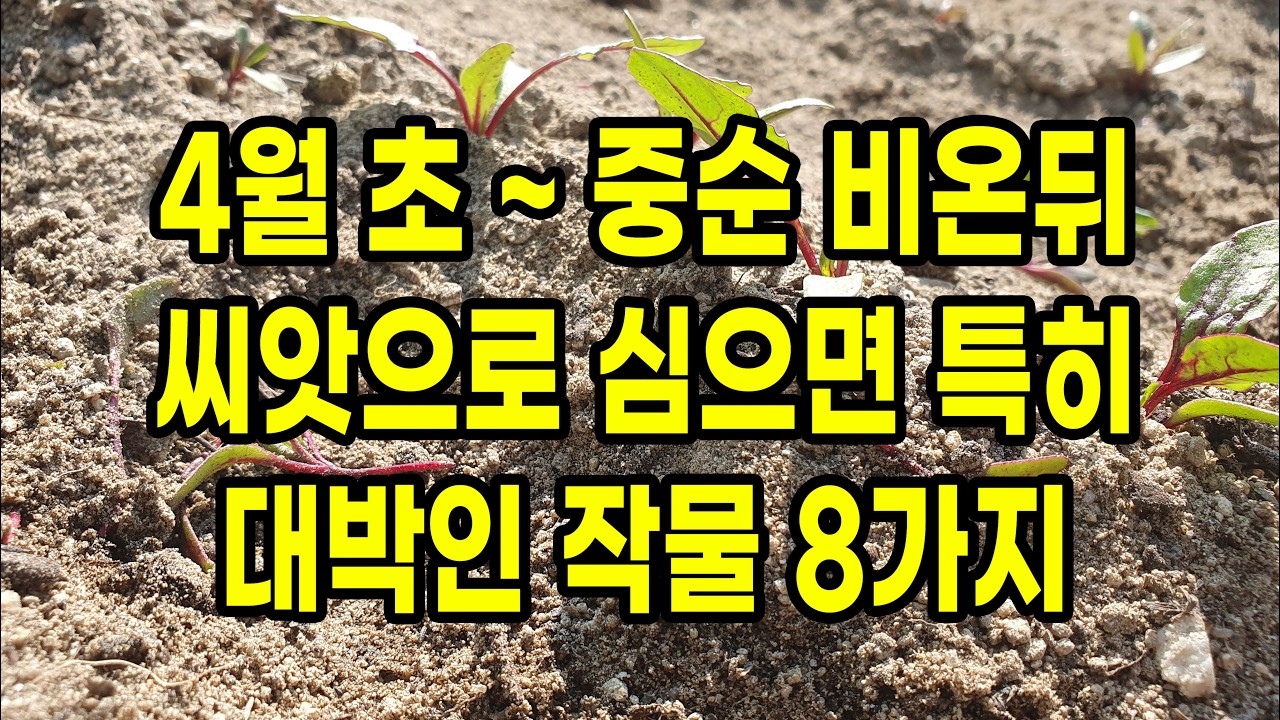4월 초 ~ 중순 비온뒤 씨앗으로 심으면 특히 대박인 작물 8가지