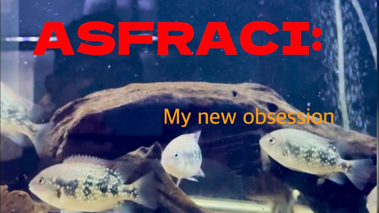 Asfraci: A stunning Central American cichlid from Panama. 