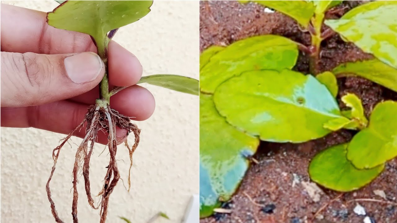Bryophyllum plant propagation from a leaf/kidney stone plant/Ranapala plant Propagate/Grow from leaf
