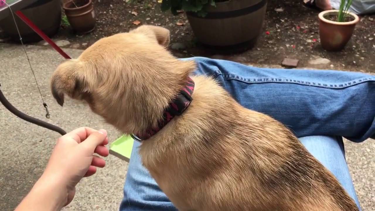 Ce chien demande de l'affection
