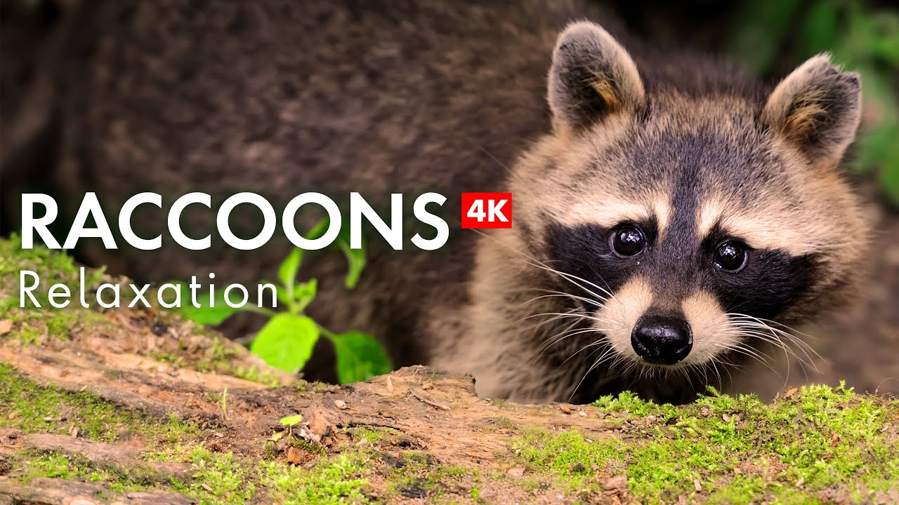 Relax with Raccoons: A Peaceful 4K Nature Experience