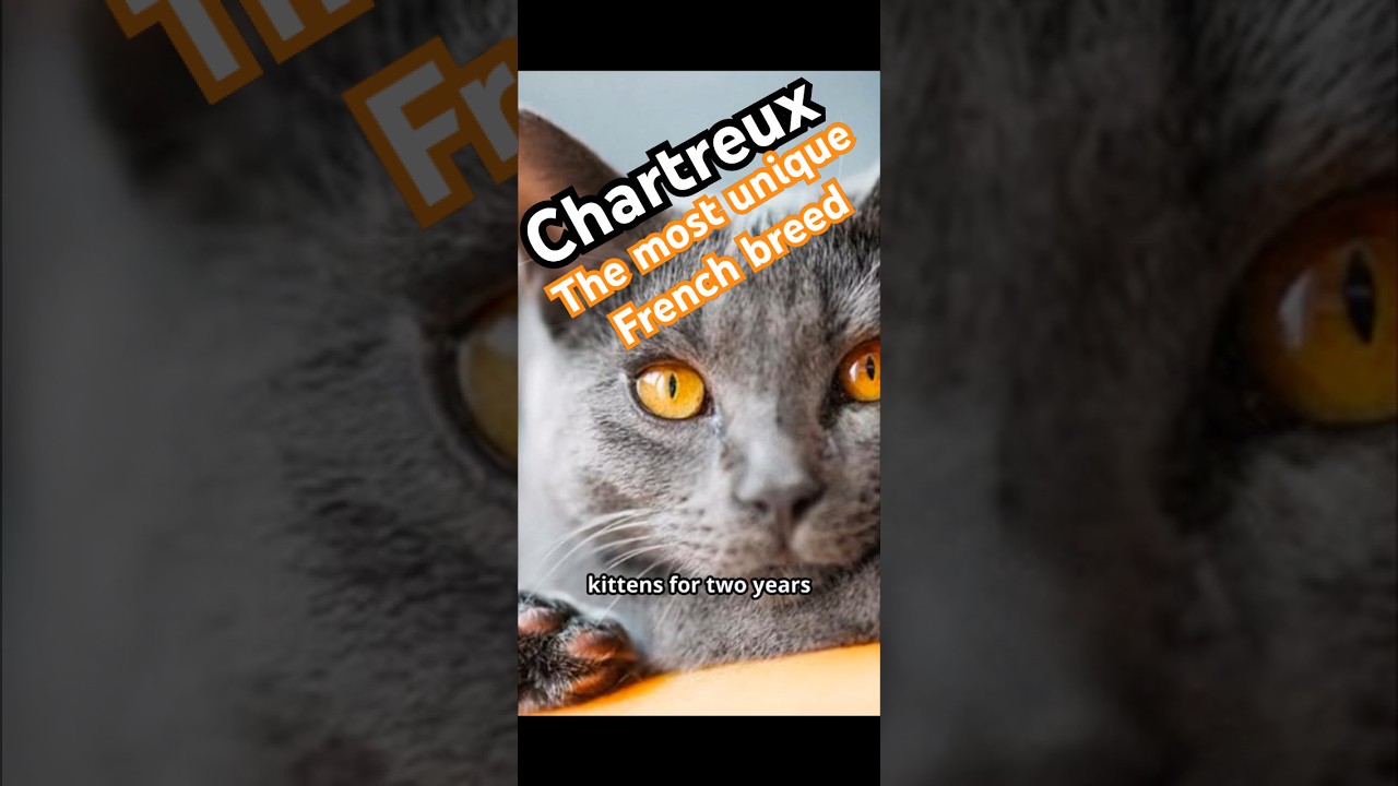 The Chartreux Breed #billie #cat #catshorts