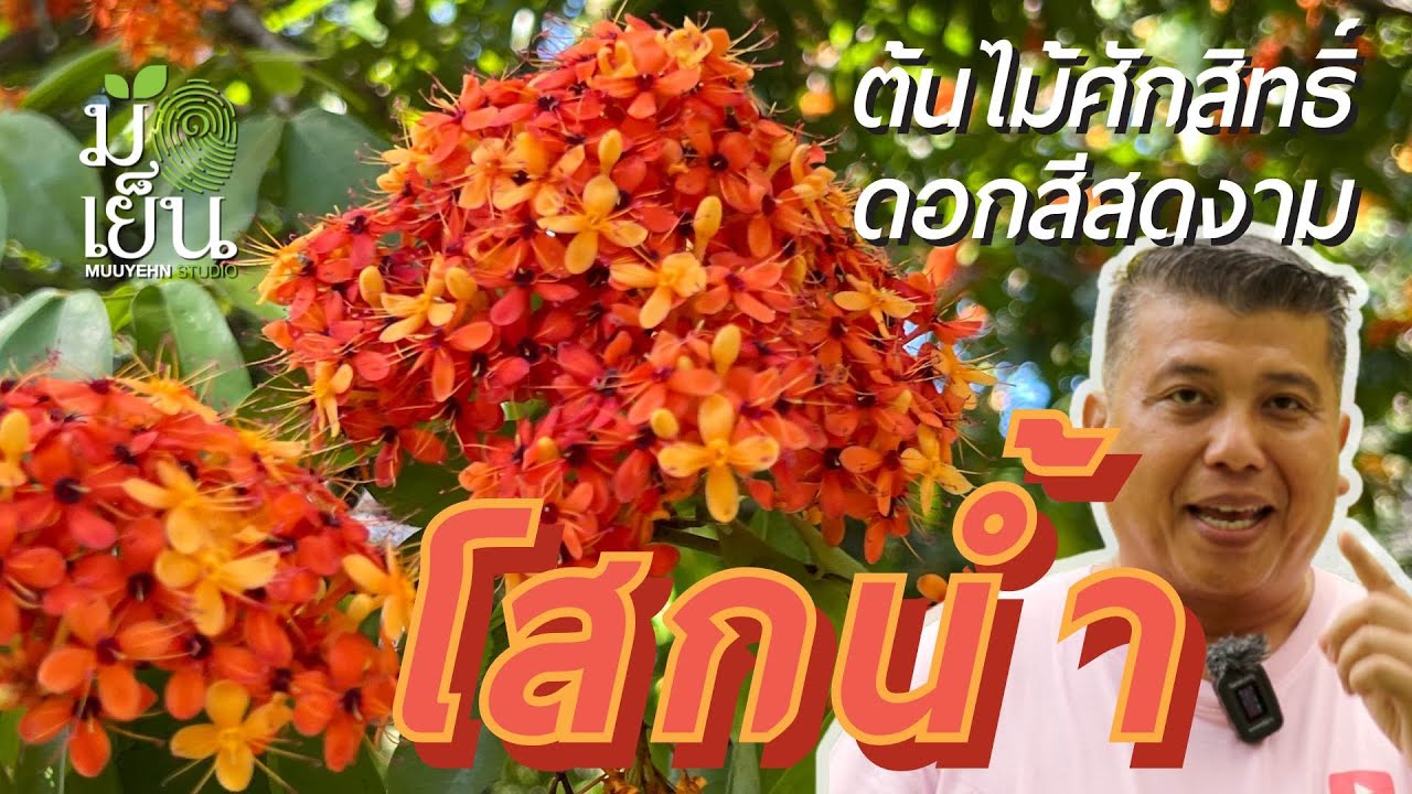 โสกน้ำ ต้นไม้ศักสิทธิ์ ดอกสีสดงาม I มือเย็น ปลูกต้นไม้