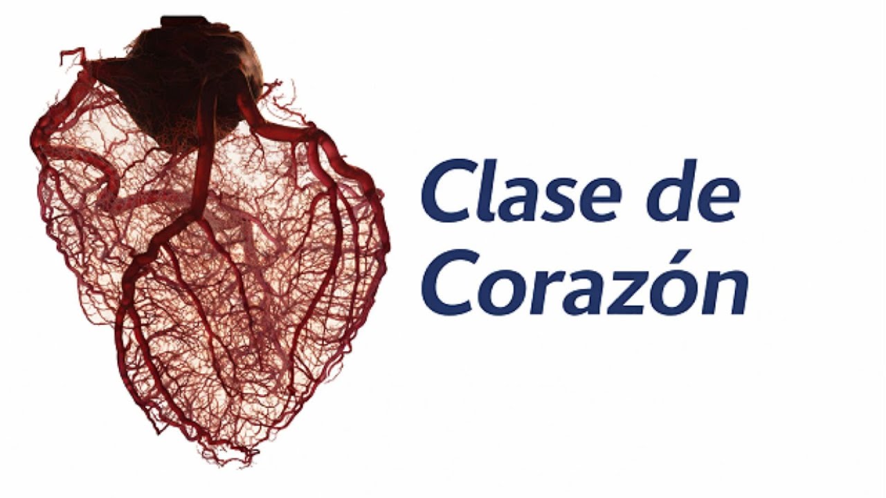 Clase de anatomía. Corazón 2 -  Arterias coronarias e irrigacion