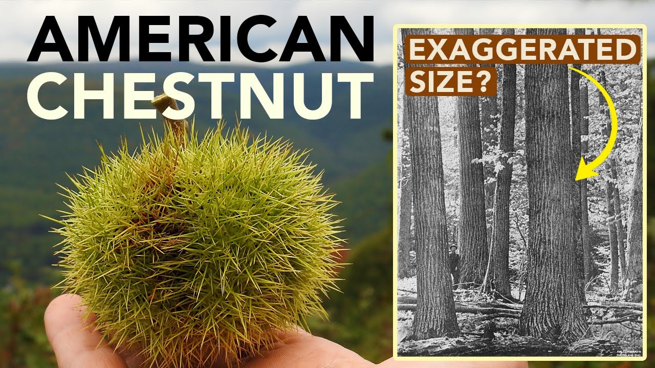 American Chestnut: Just How Massive Was It?