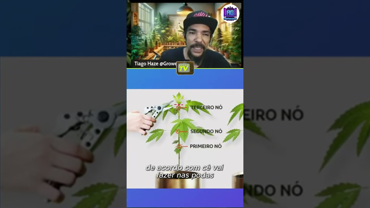 ERRO CL&Aacute;SSICO NA PODA TOP! 🛑Cola l&aacute; na Ganza App e mostra seu cultivo! 🚀