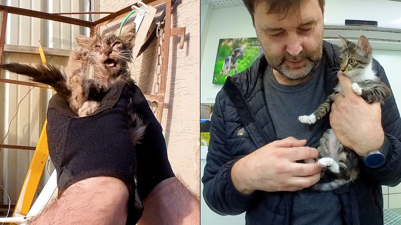 История кошечки Мару. Все что у нее было - это грязная картонка. Все закончилось хорошо ❤