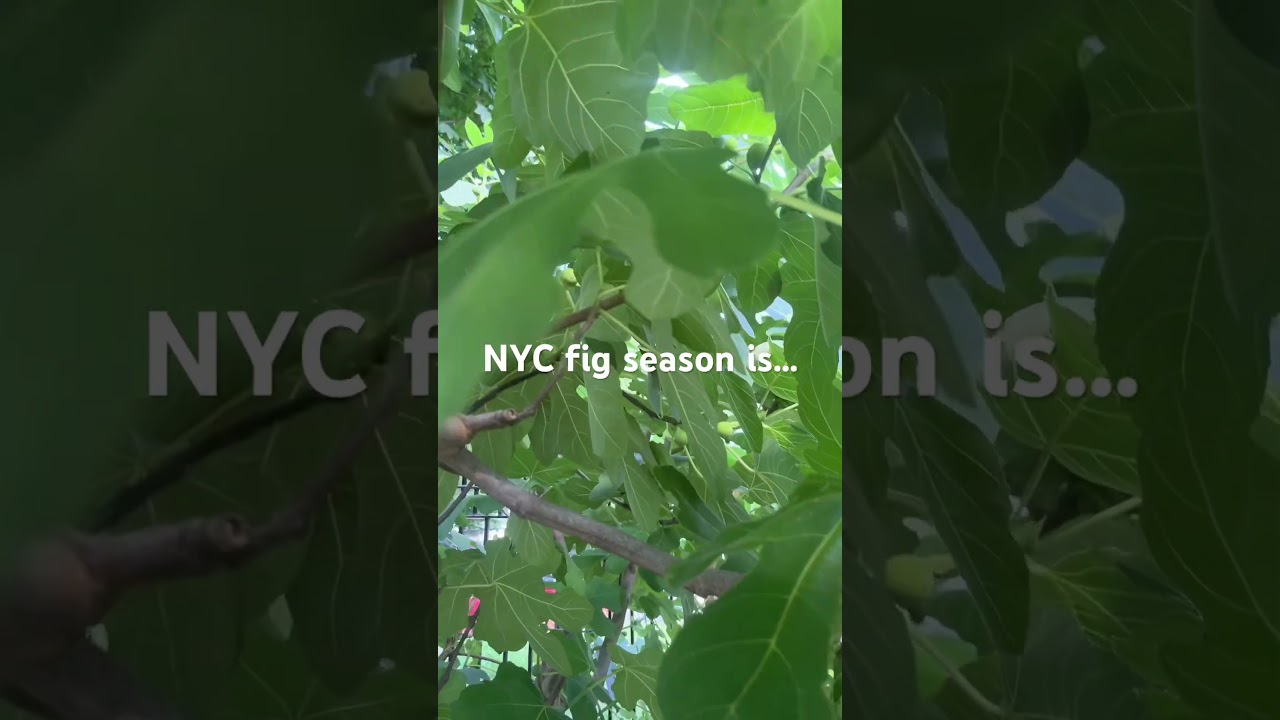 NYC fig season is now ❤️ #asmr #nyc #queens #citygarden #figs #fruitpicking