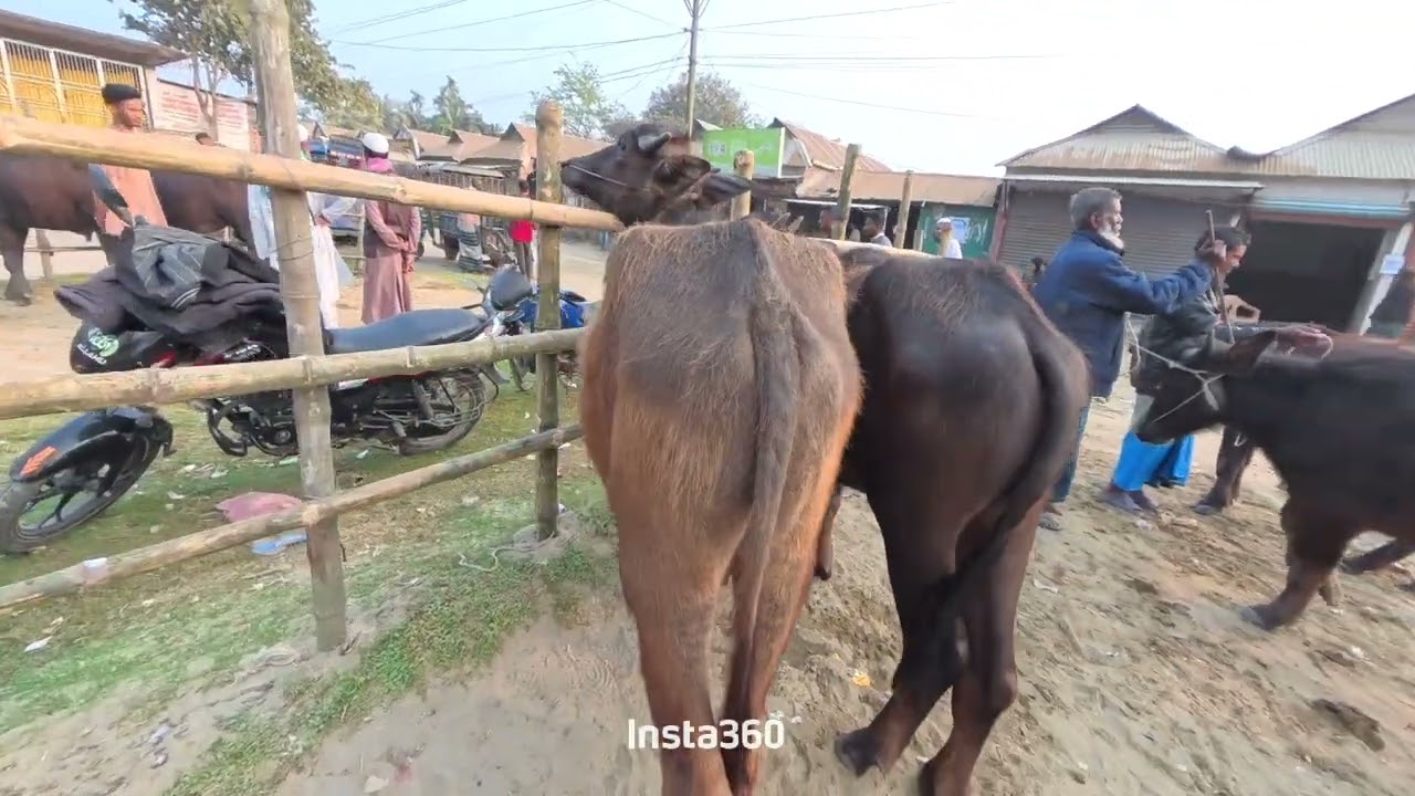 কম টাকায় দুটি বয়াল মহিষ। 