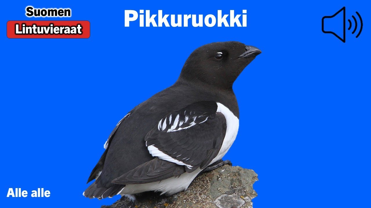 Pikkuruokki - Alle alle - Little Auk - alkekung - ALLALL