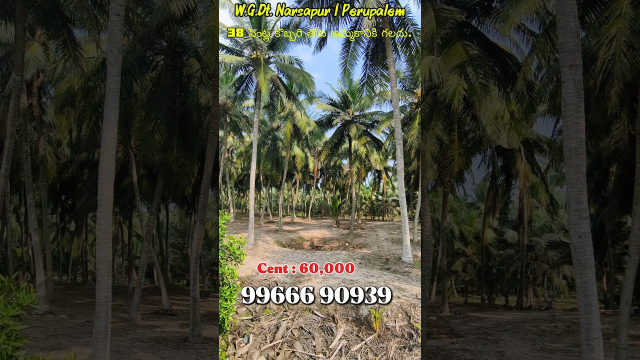 38 Cents Coconut Garden for Sale in Perupalem, Narsapur | West Godavari | ₹60,000 per Cent