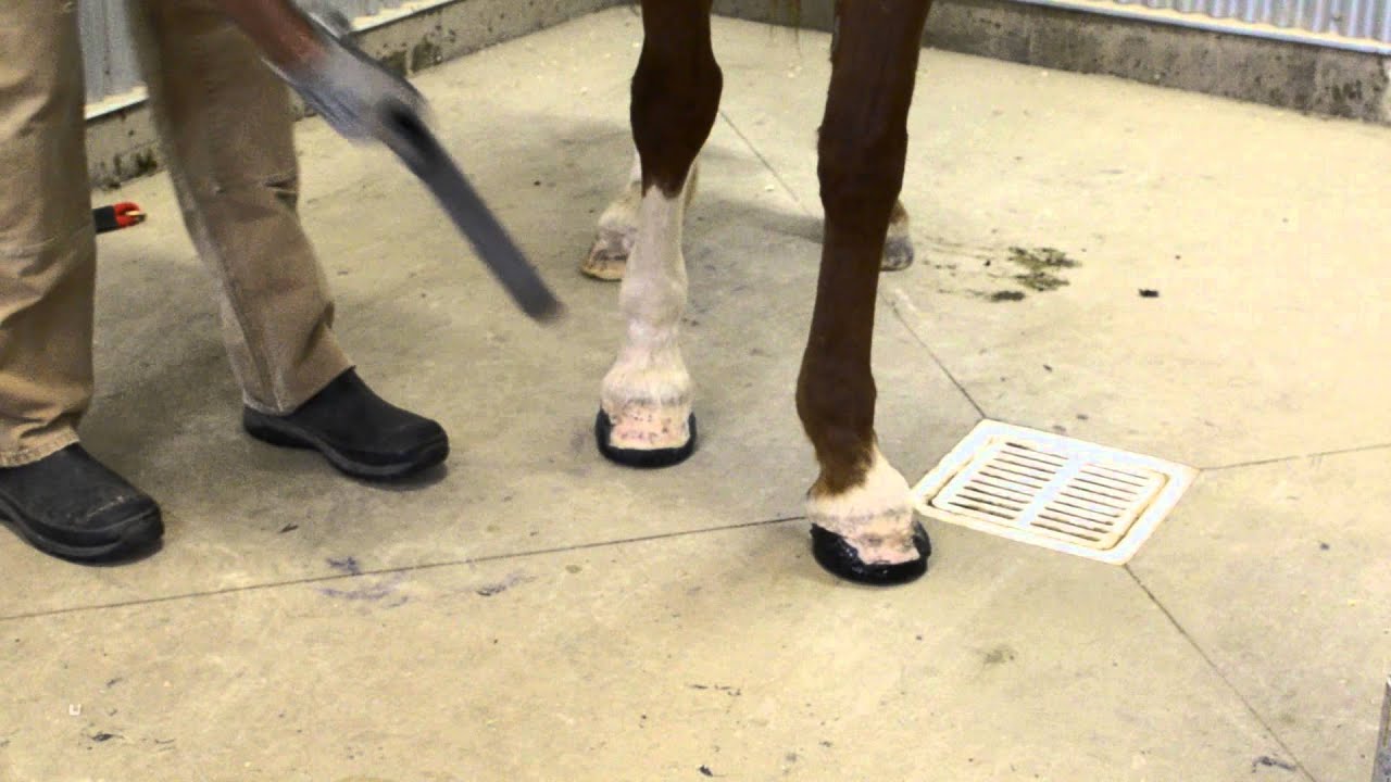 Changing Breakover on the EasyShoe Performance