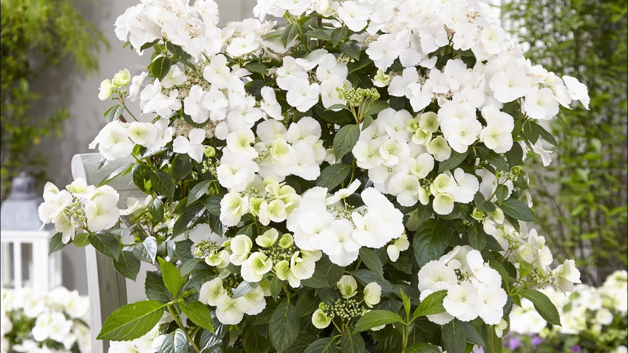 A NEW SPECIES OF HYDRANGEA?!? | Fairytrail Bride | Great Garden Plants | Proven Winners