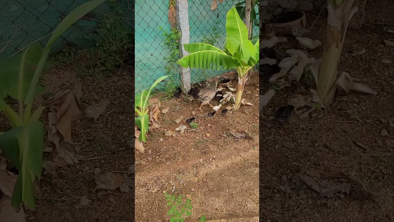 Natural Country Chicken Chicks | నాటు కోళ్ల పెంపకం | देसी मुर्गी #poultryfarming #pasturedpoultry