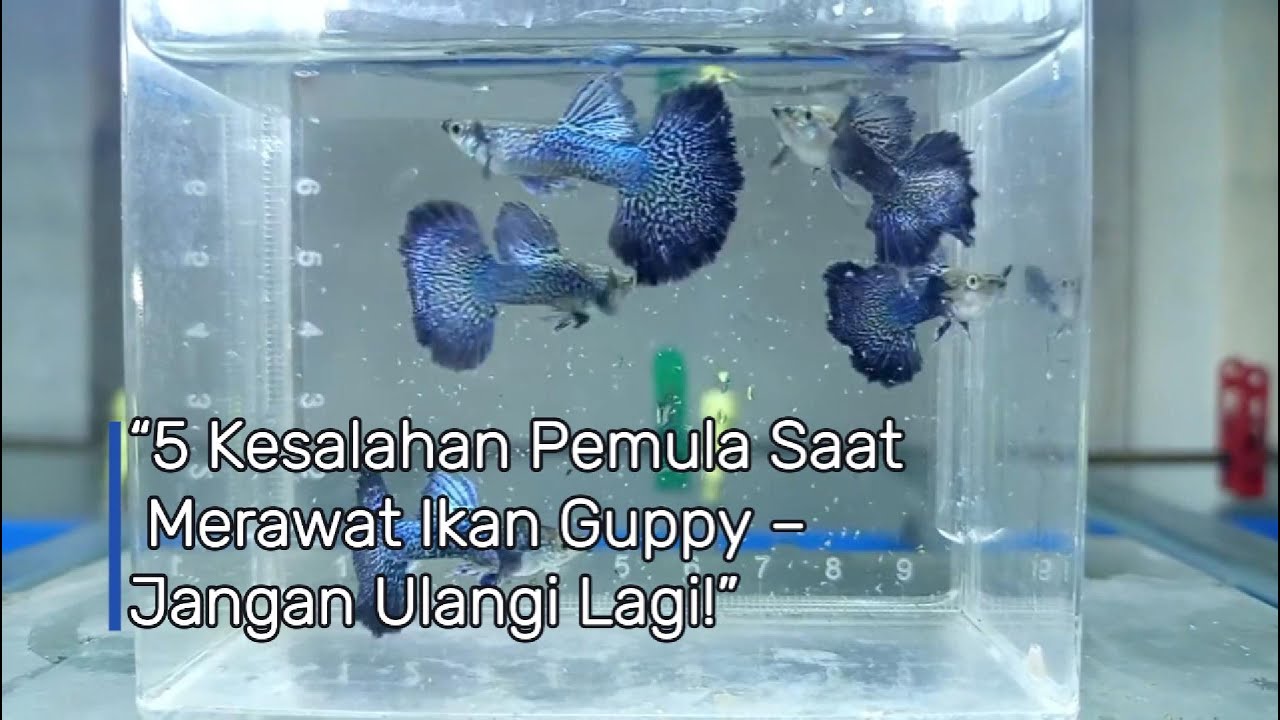 &ldquo;5 Kesalahan Pemula Saat Merawat Ikan Guppy &ndash;1