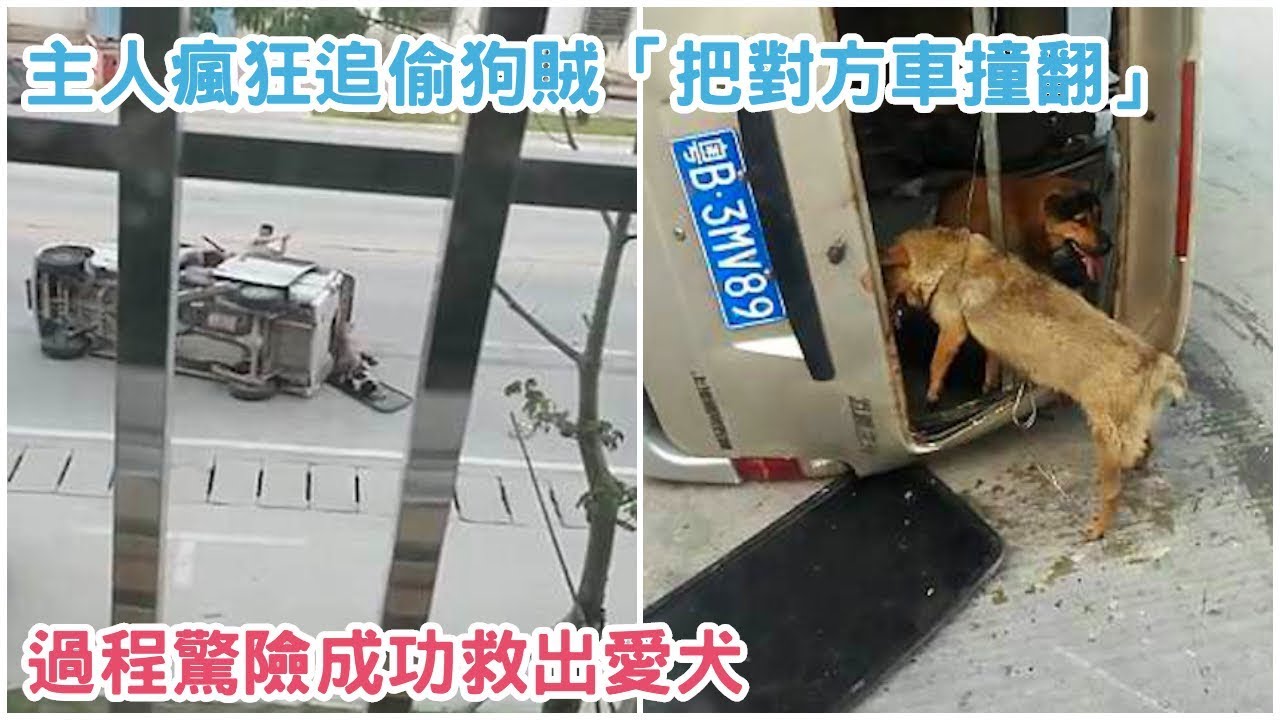 偷狗賊駕車狂逃，狗主人撞翻車輛攔截，過程驚險成功救出愛犬