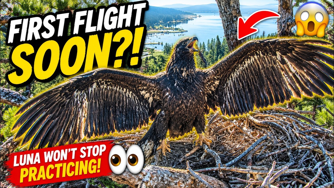 Luna's Wings Look HUGE Now! 😲🦅 Her First Flight Closer | One Step Away From Flying? 👀🦅 Hard Practice