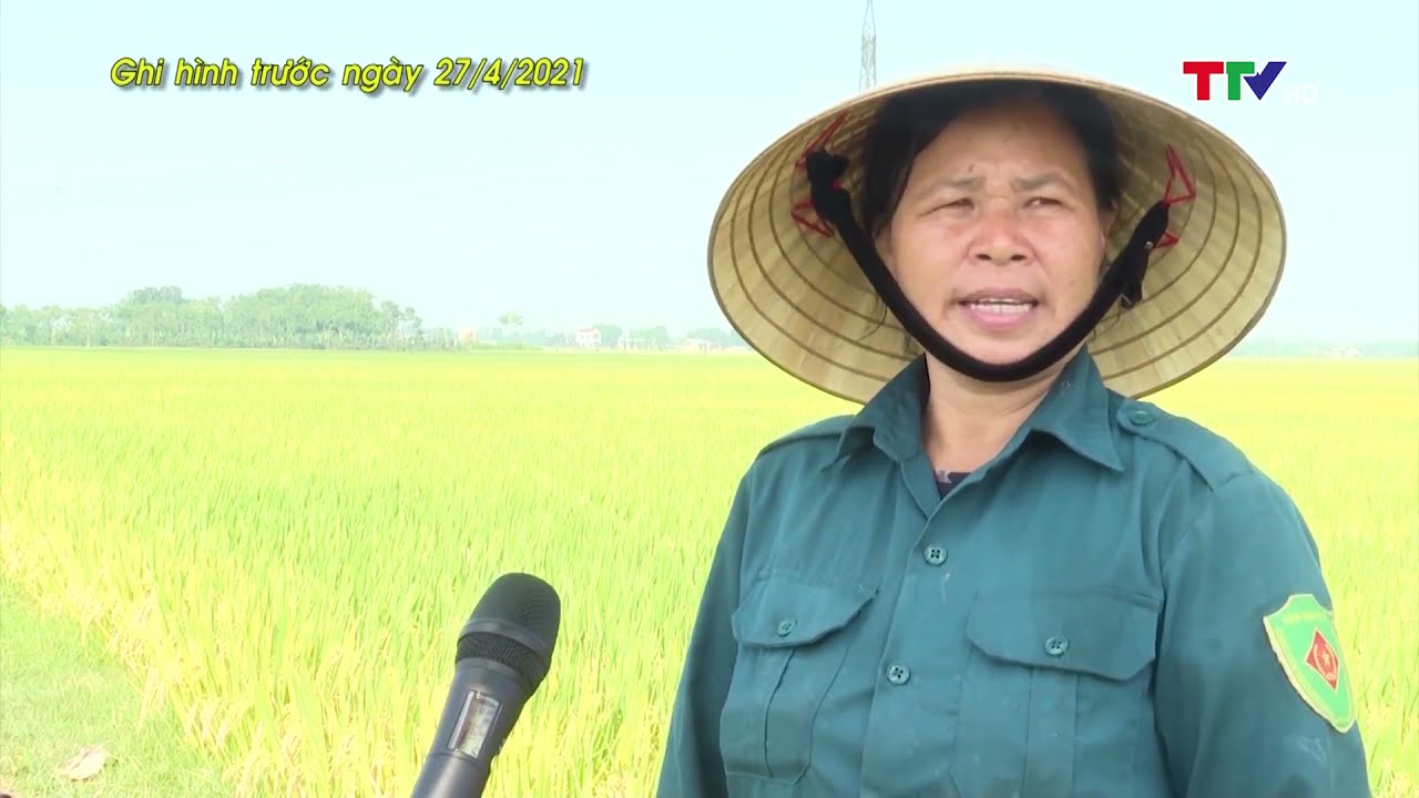 Mô hình gieo cấy giống lúa #VNR20 gắn với tiêu thụ sản phẩm tại Thanh Hóa || Truyền hình Thanh Hóa