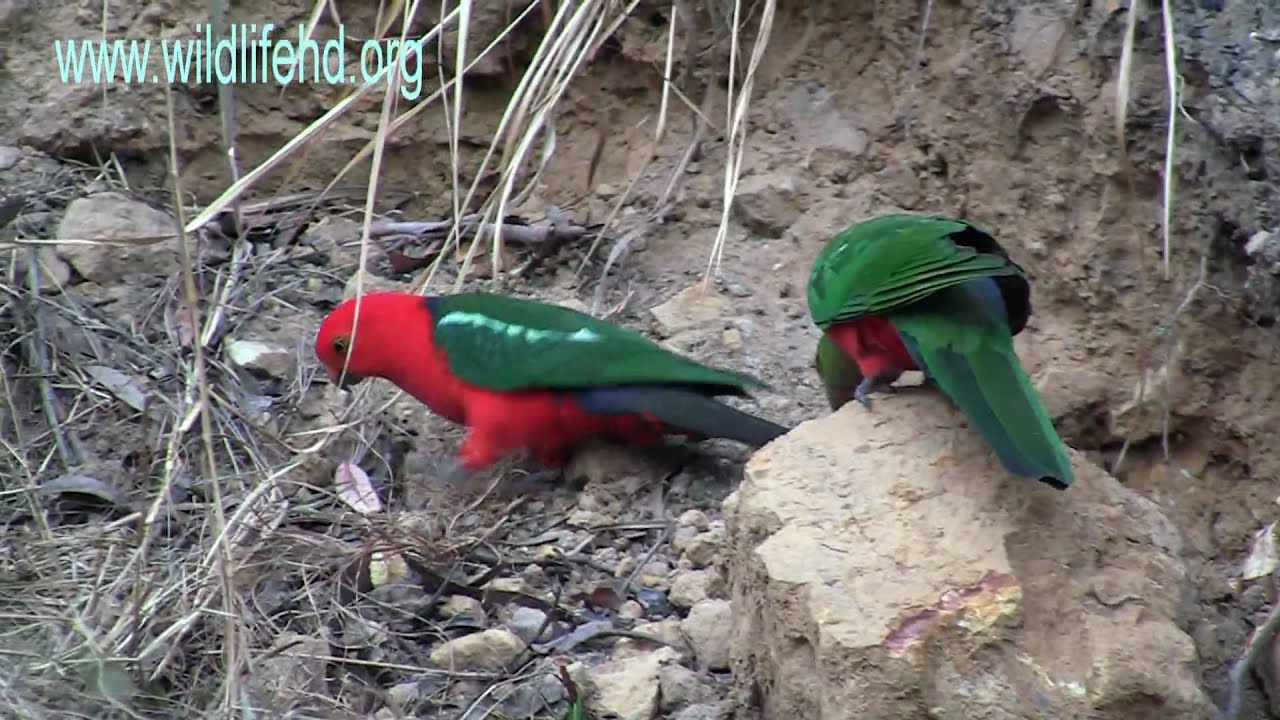 Australian King Parrots.mp4