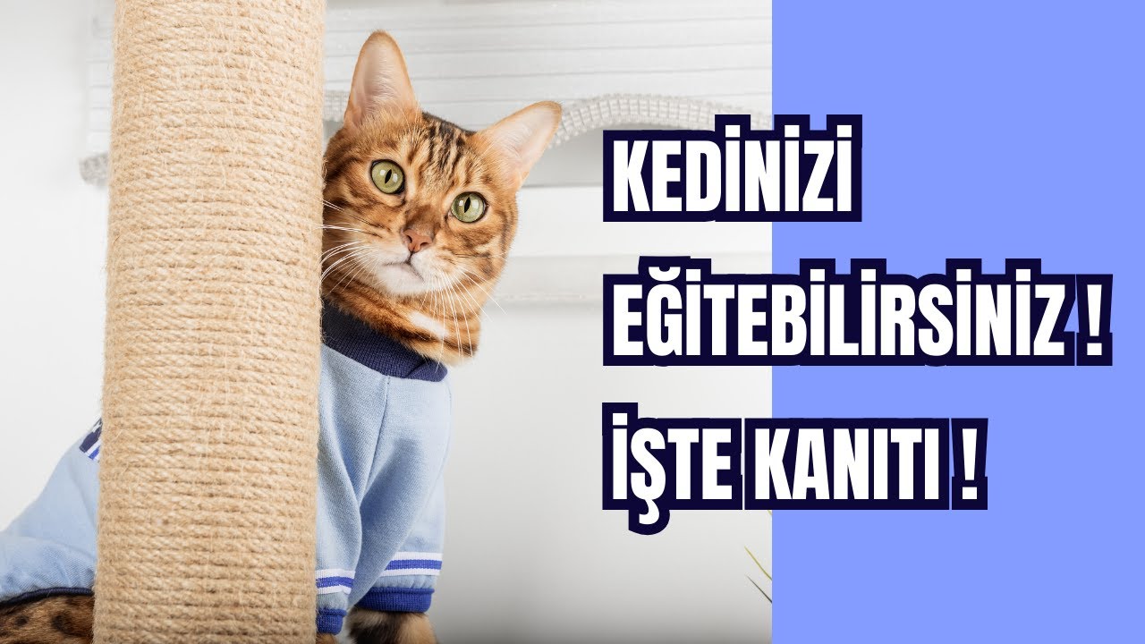 Kedinizi Nasıl Eğitebilirsiniz? 🐱 | Kedi Eğitimi İ&ccedil;in Pratik Y&ouml;ntemler ve İpu&ccedil;ları! 🏆