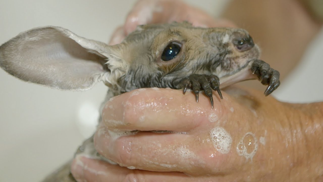 Baby kangaroo gets a bath and a blow dry - Natural World 2016: Episode 4 Preview - BBC