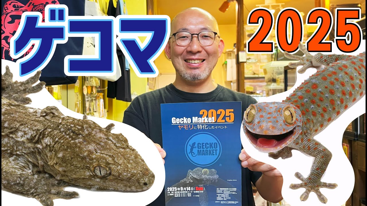 【トッケイ！ ジャイゲコ！】ゲッコーマーケット2025・オススメ生体をご紹介！