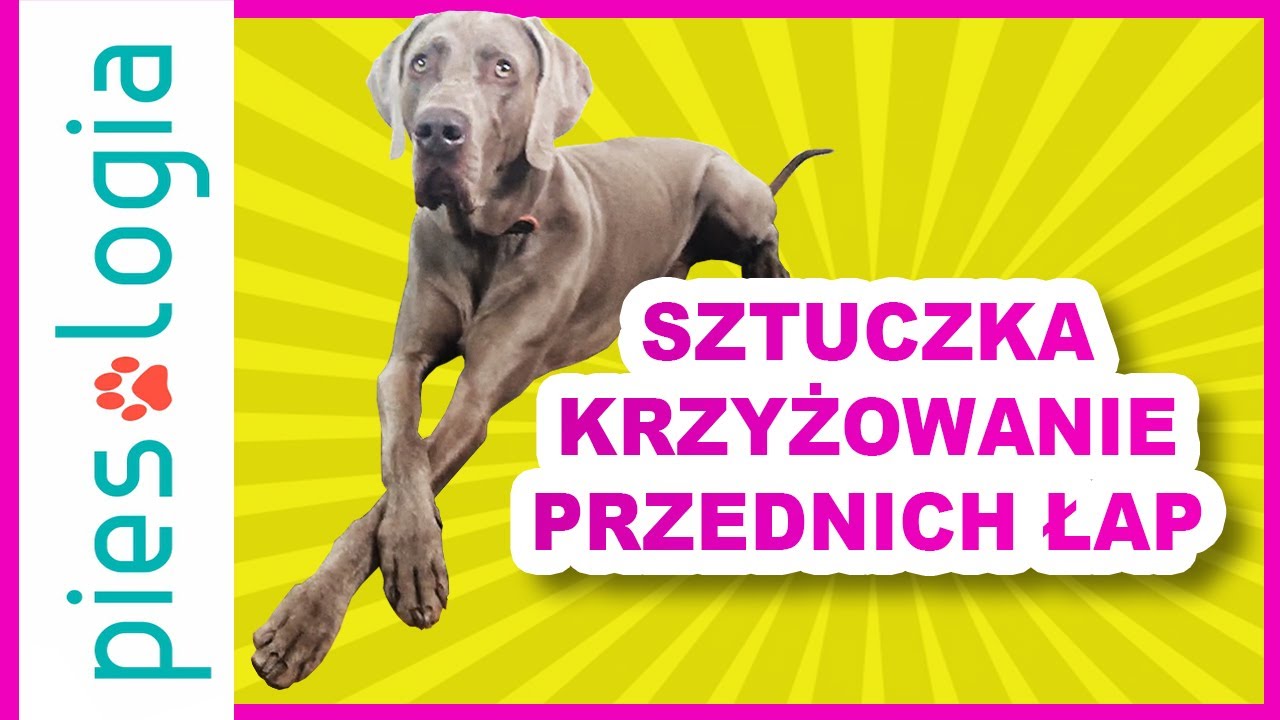 Jak nauczyć psa krzyżować przednie łapki?