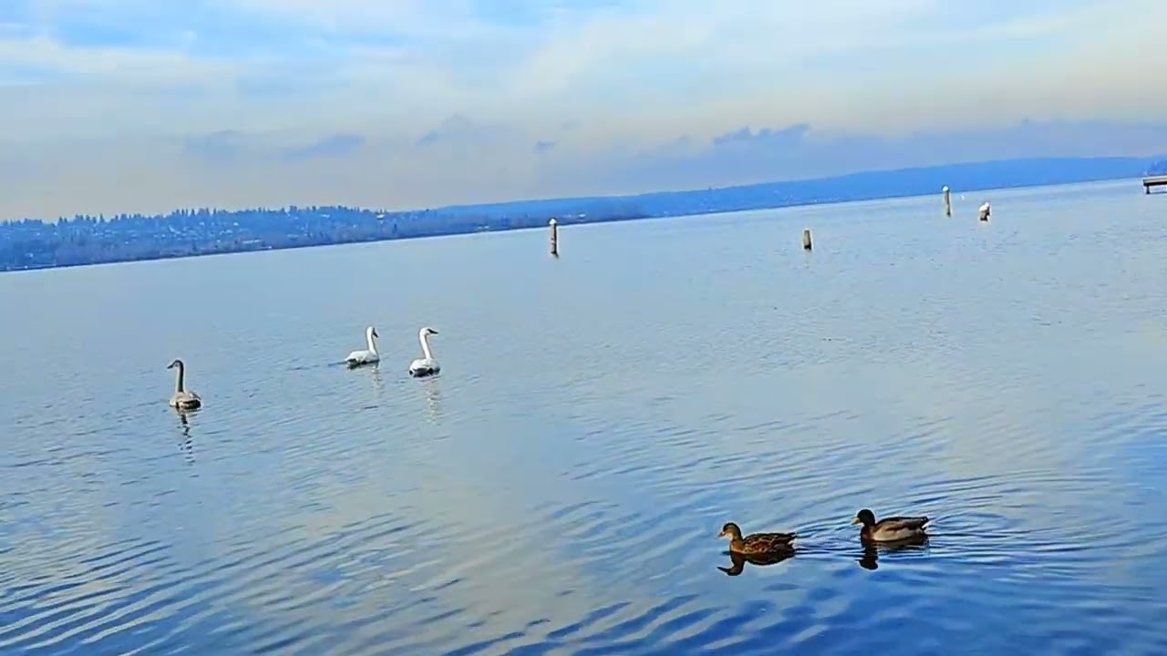 Beautiful Relaxing Music & Nature Sounds for Stress Relief #relaxingmusic#naturesounds#calmmusic