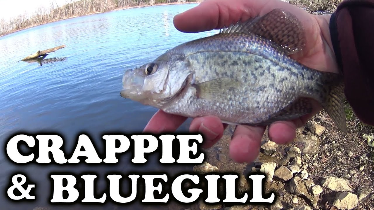 Deep Water Crappie and Bluegill Fishing from the Bank (Realistic)