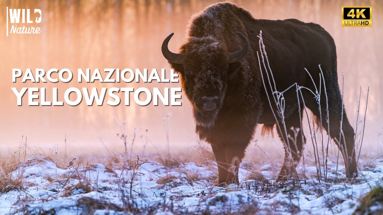 YELLOWSTONE - Battaglie per la Sopravvivenza | Documentario Completo