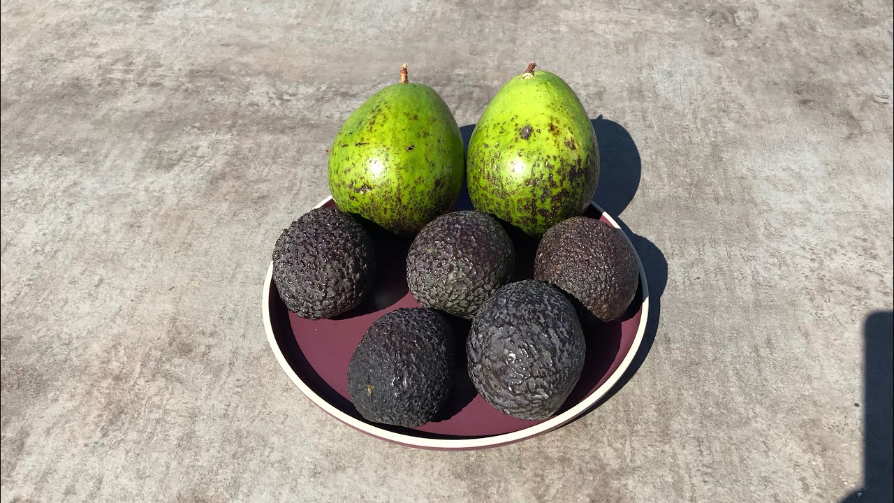 Antillano and Telesforo avocado [Persea americana]
