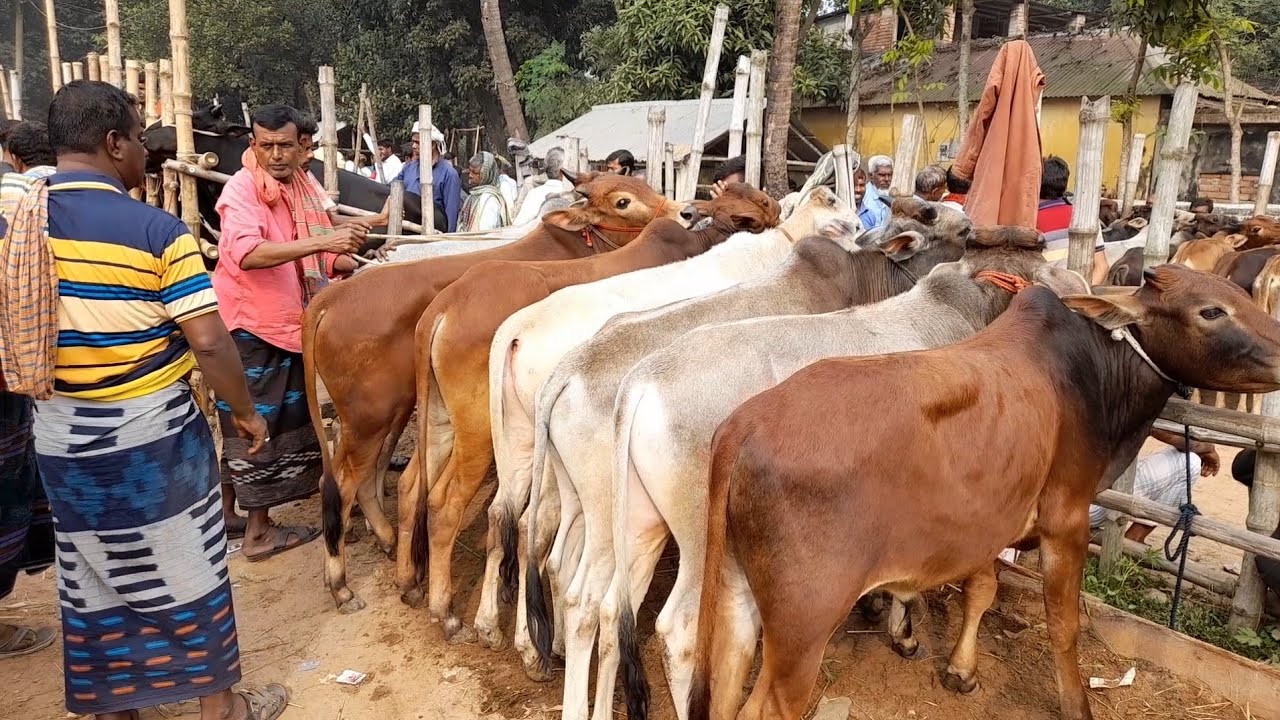 কুষ্টিয়া মিরপুর গরুর হাটে উন্নত জাতের সুন্দর সুন্দর ষাঁড় বাছুর দেখুন