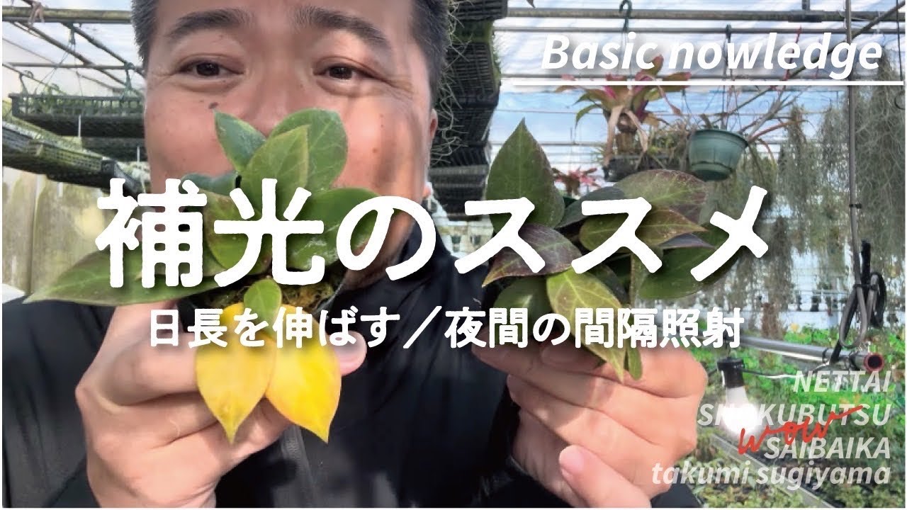 【植物基礎知識】冬の補光について解説　#育成ライト #観葉植物 #育て方