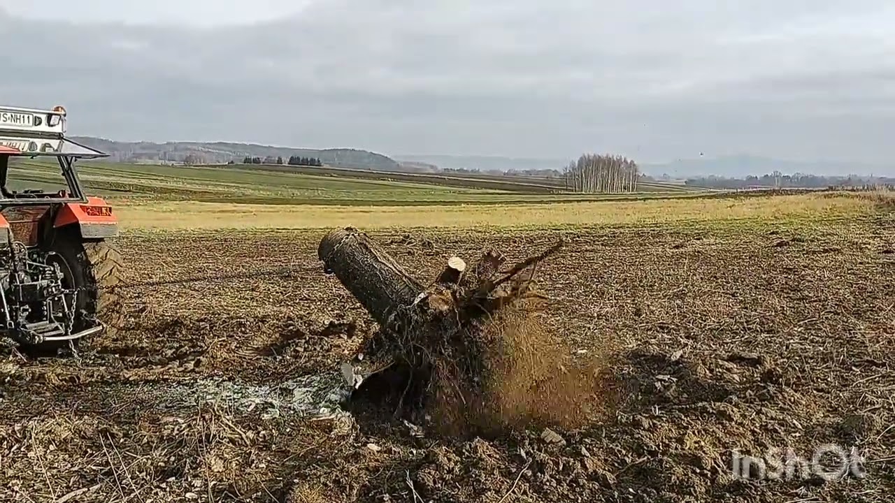 Wyrywanie korzeni 🚜 Ursus 1004+ Ursus 914