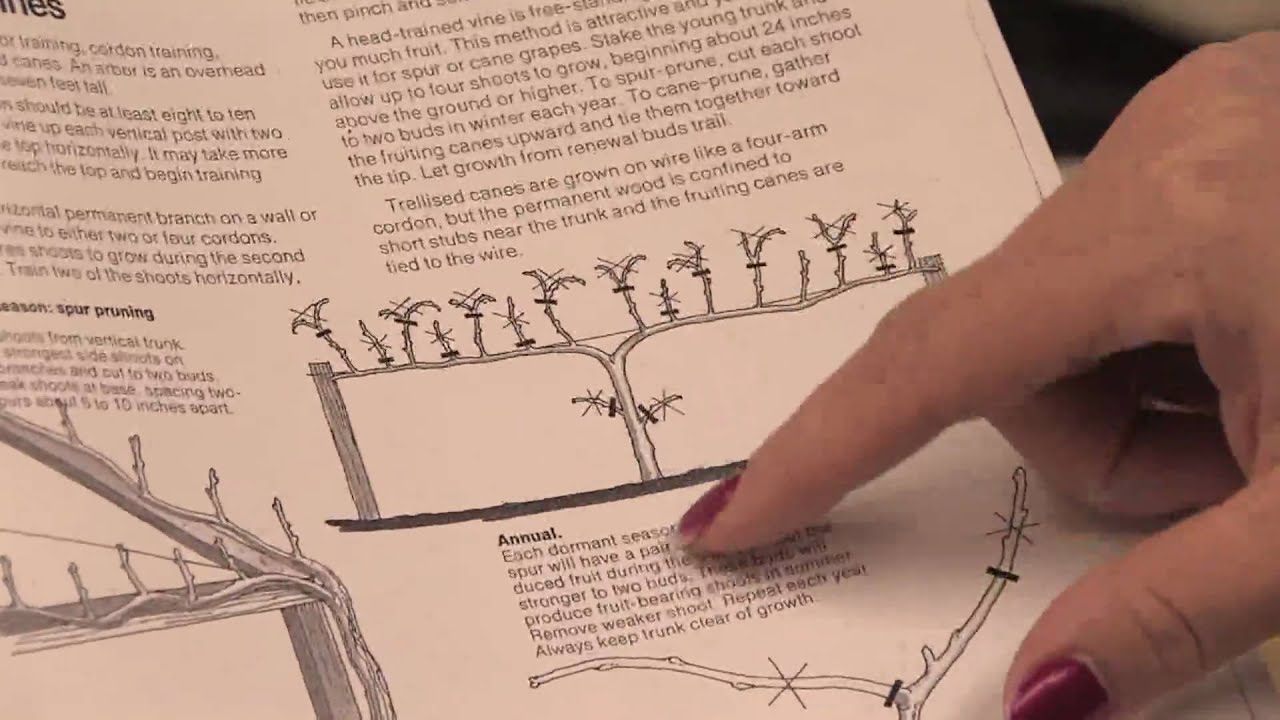 Gardening: Pruning : How to Prune Loganberries