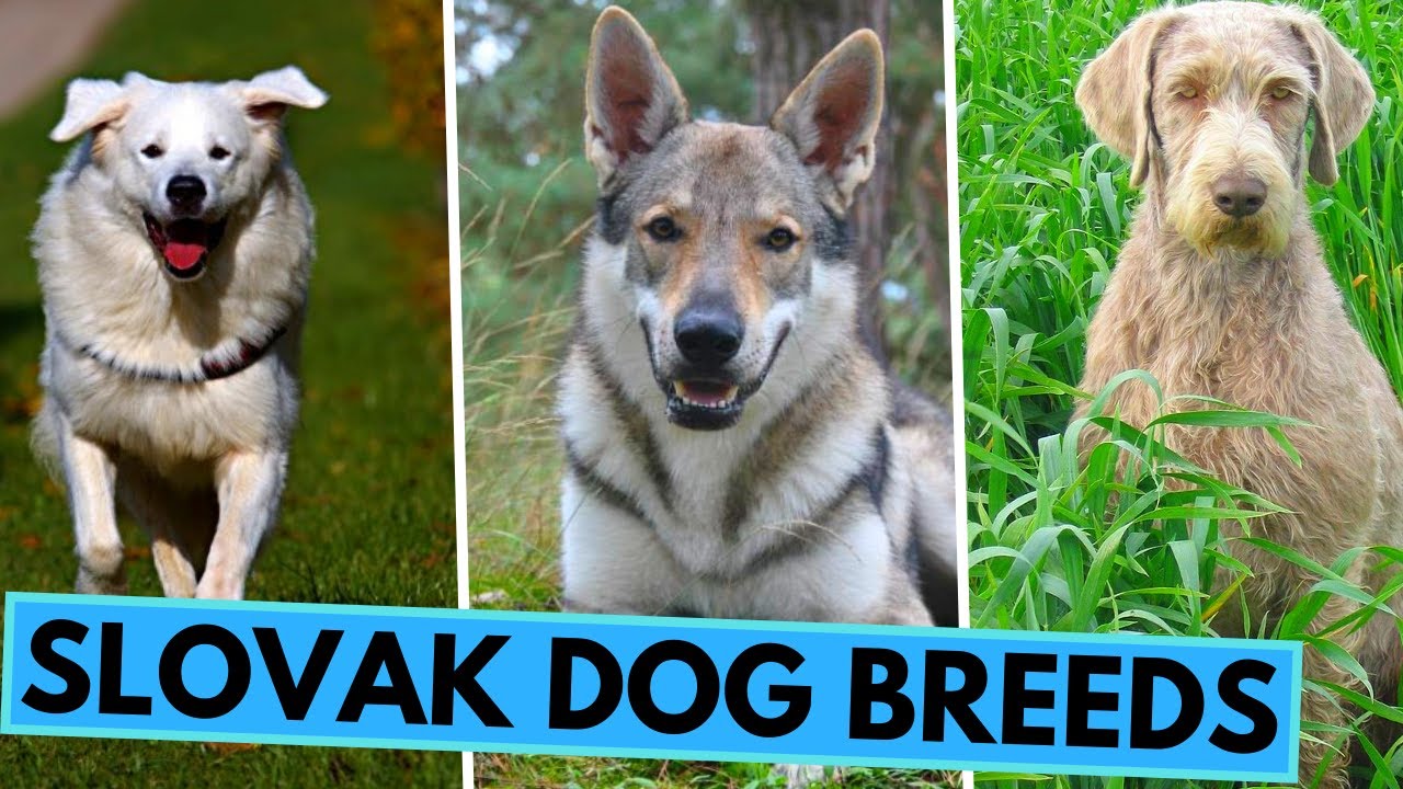 ALL 5 Slovak Dog Breeds