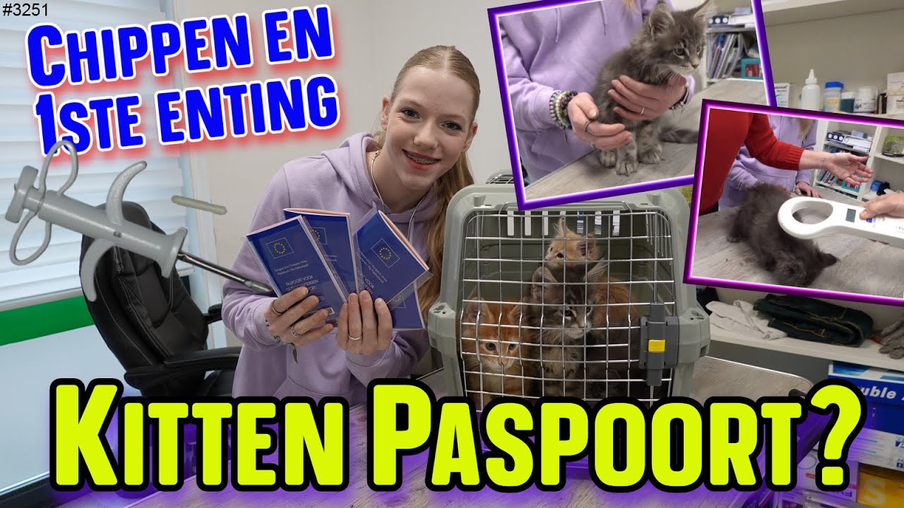 De KITTENS krijgen hun CHIP ingebracht bij de DIERENARTS en de eerste ENTING #vaccinatie  #3251
