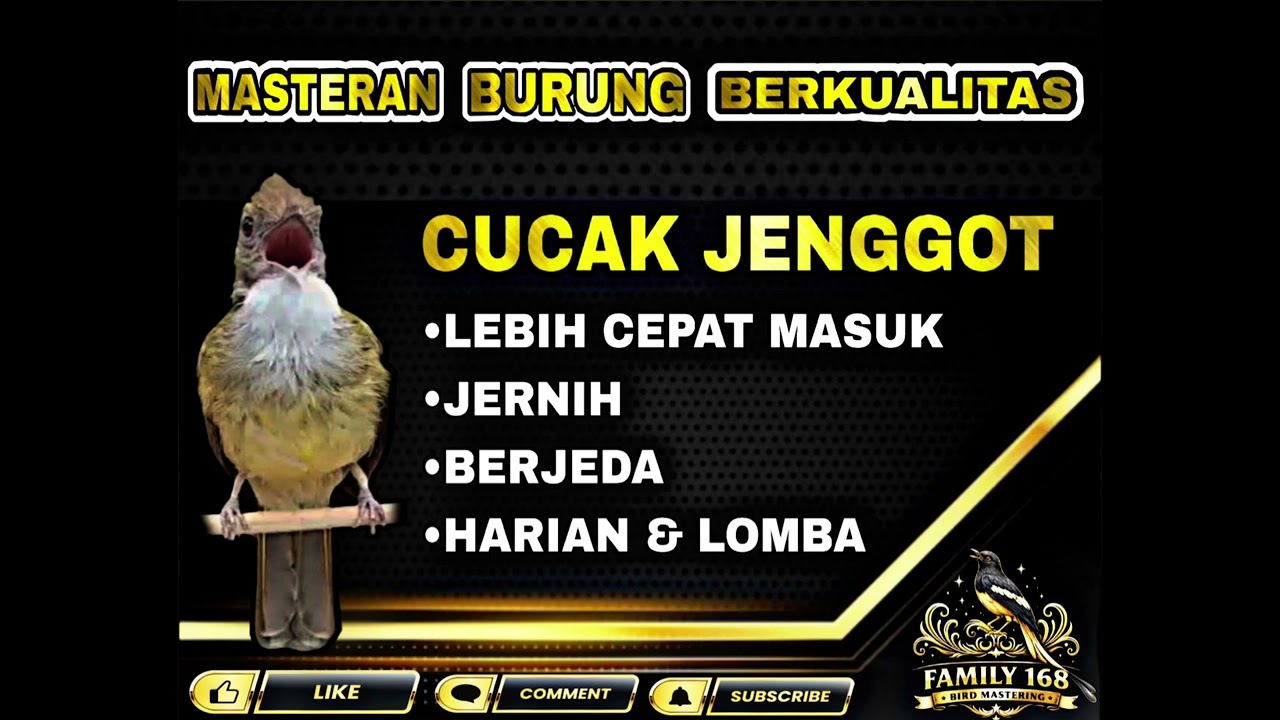 CUCAK JENGGOT - MASTERAN BURUNG BERKUALITAS FAMILY 168 BIRD MASTERING