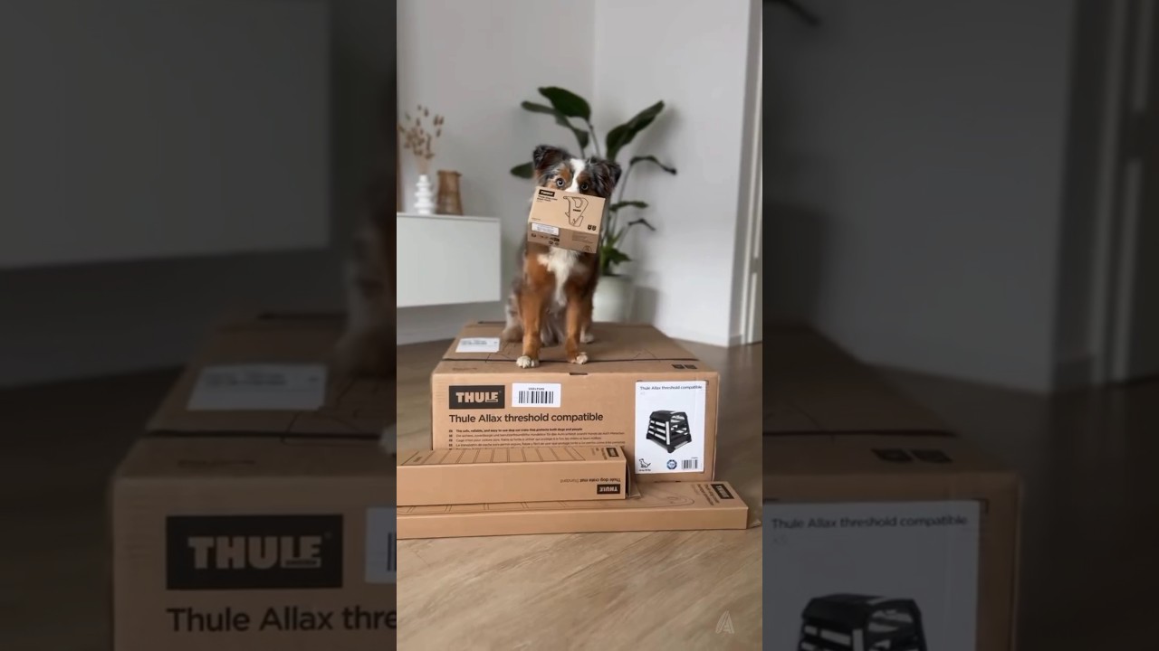 Thule Allax car dog crate (protect both dogs & people) Kandang Anjing di Mobil #thule #allax