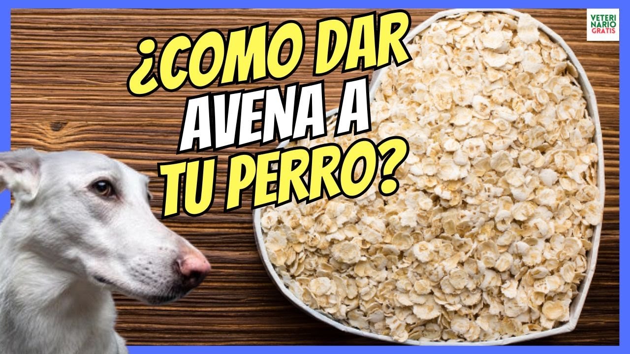 💝 &iquest;LOS PERROS PUEDEN COMER AVENA? &iquest;COMO DARSELA CORRECTAMENTE? 💝