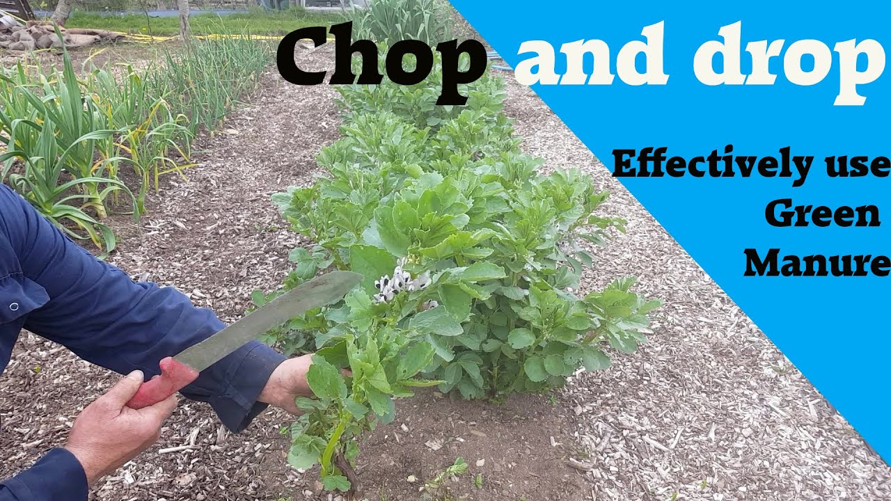 Chop and drop Green Manure