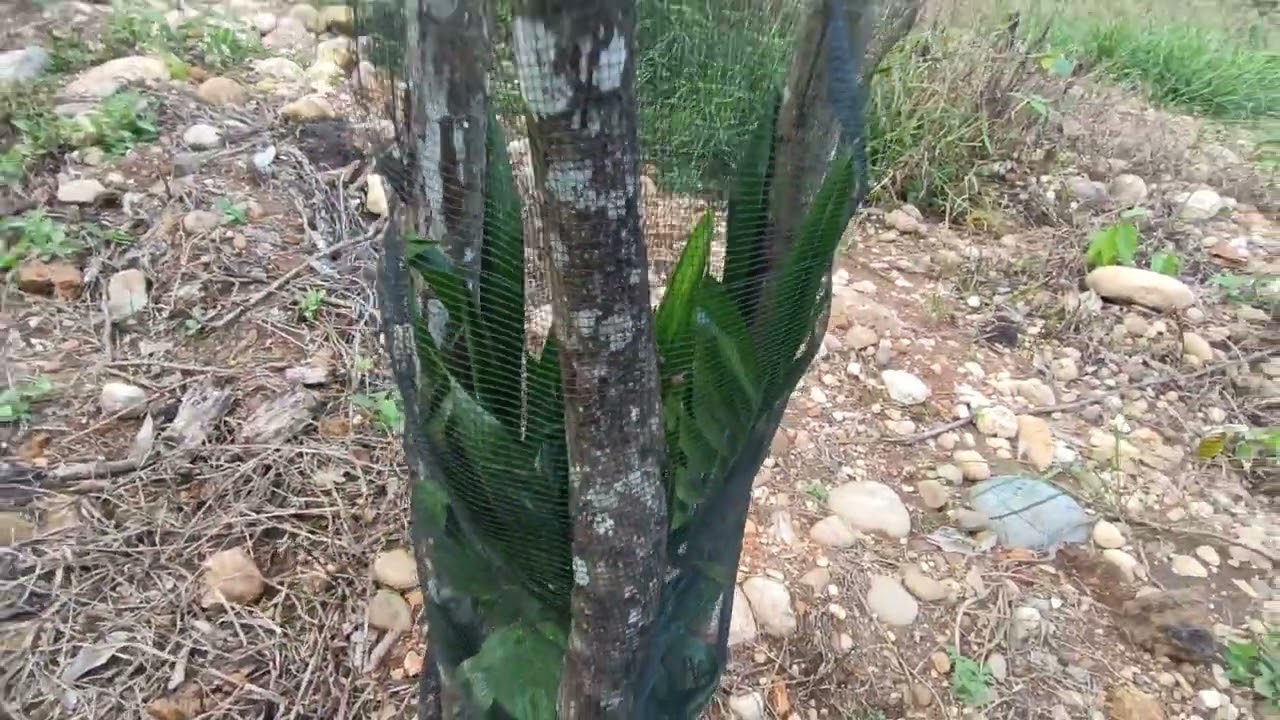 Cek Tanaman Usia 2 Bulan #sawitpetani 