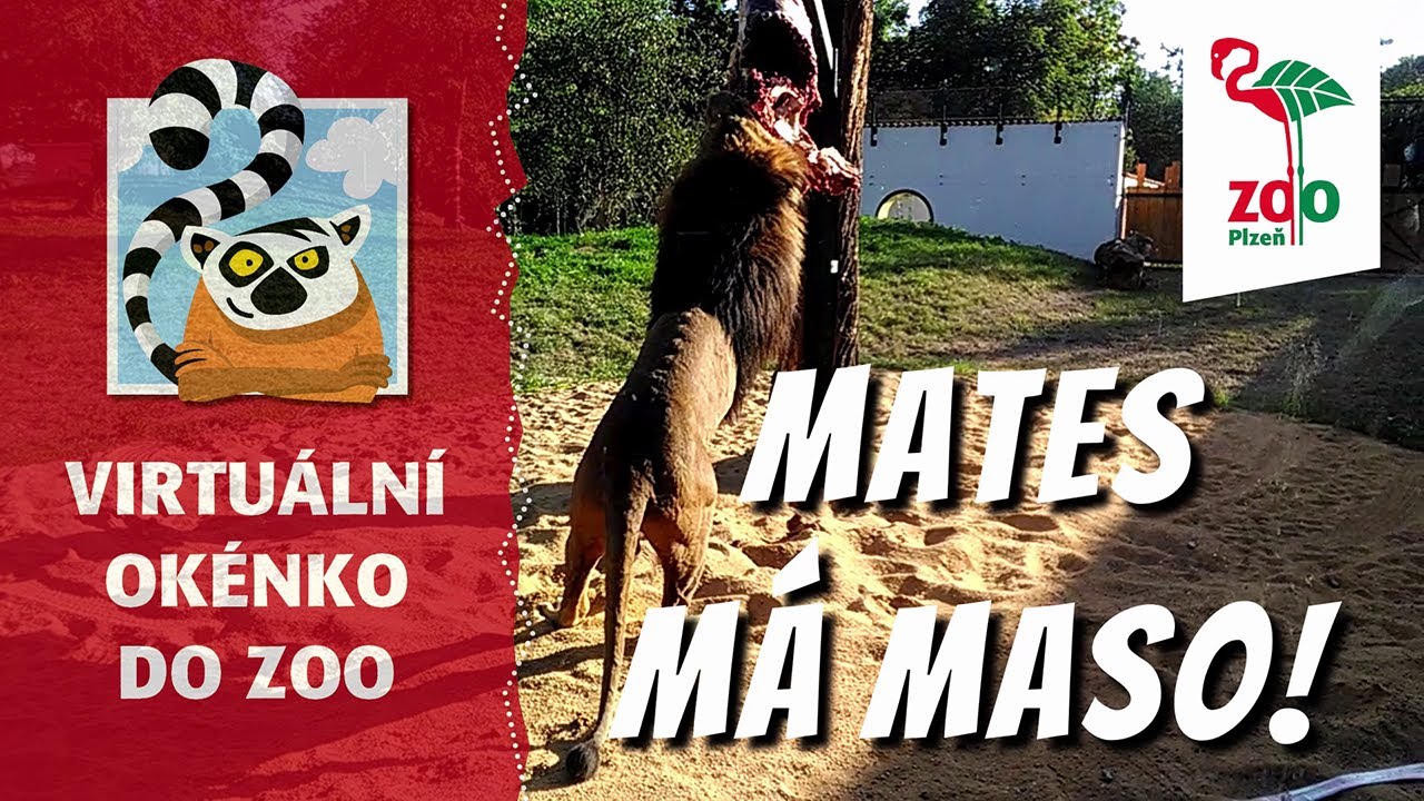 Mates ma maso!