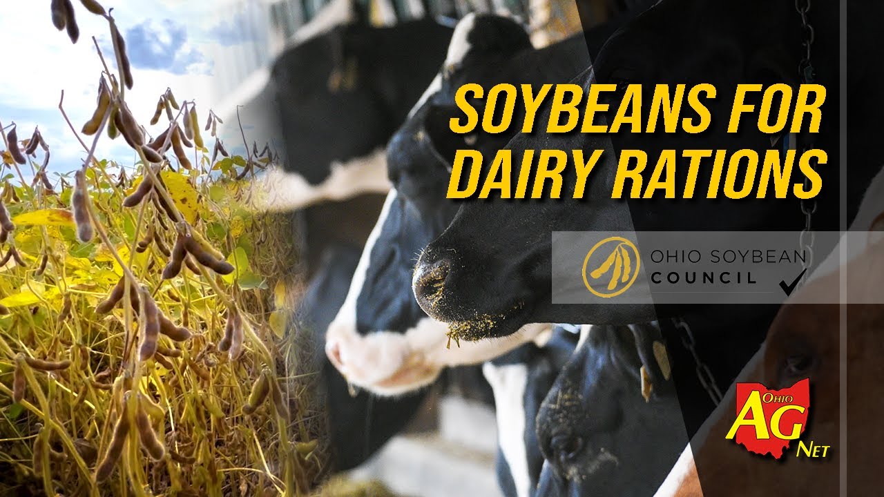 Optimal nutrition for dairy cattle: High oleic soy's growing role