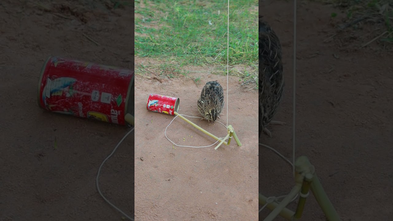 Unique DIY Bird Traps #shorts