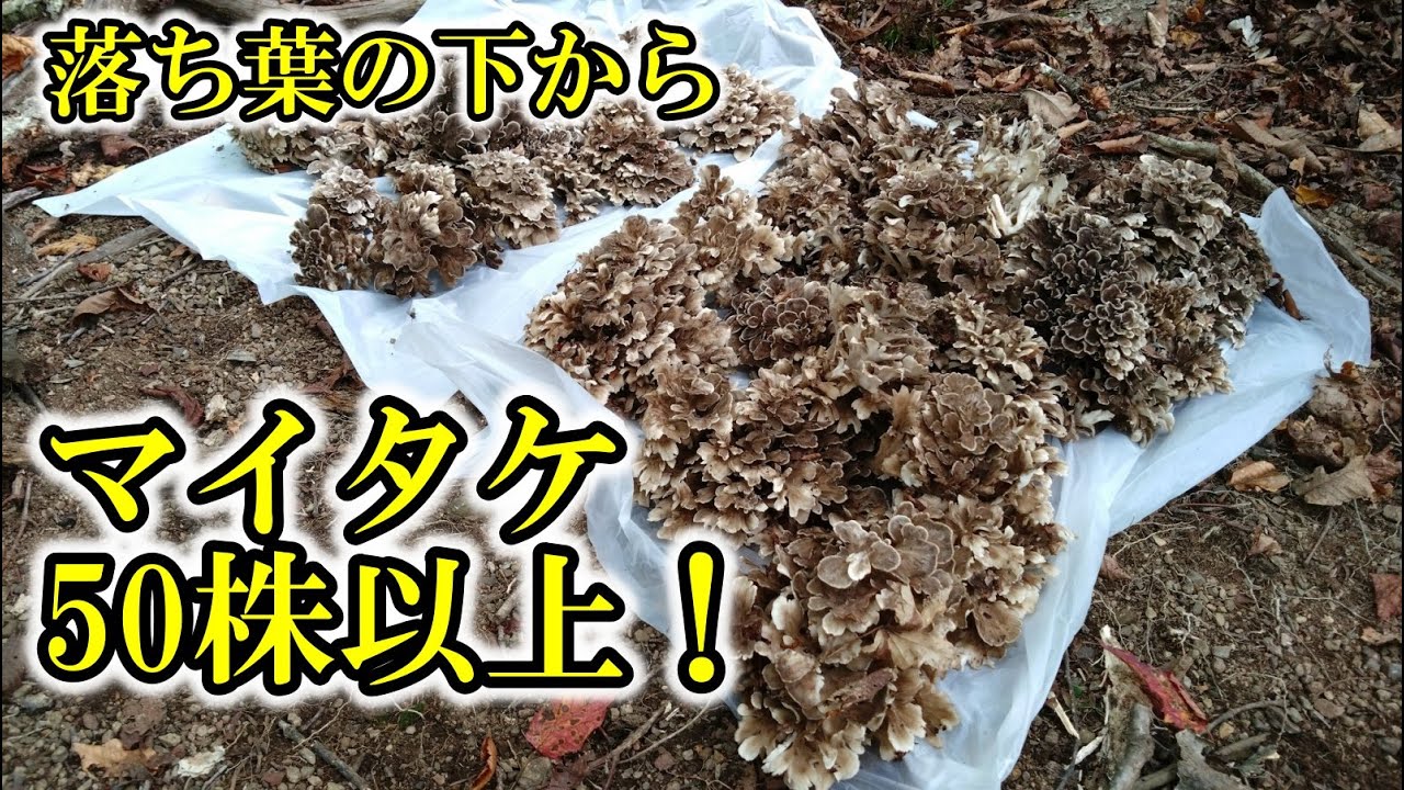 【マイタケ採り】落ち葉に隠された大量のマイタケ発見！