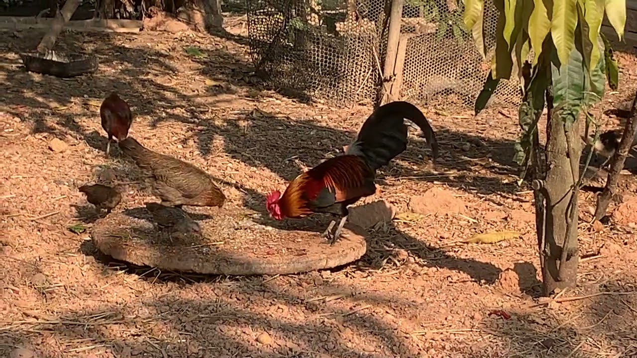 ไก่แจ้ เก็บไว้ดูครับ