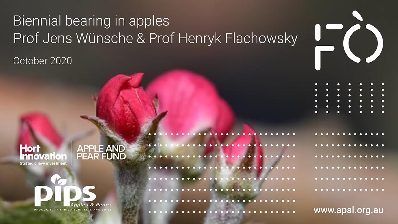 Understanding the mechanisms for biennial bearing in apples