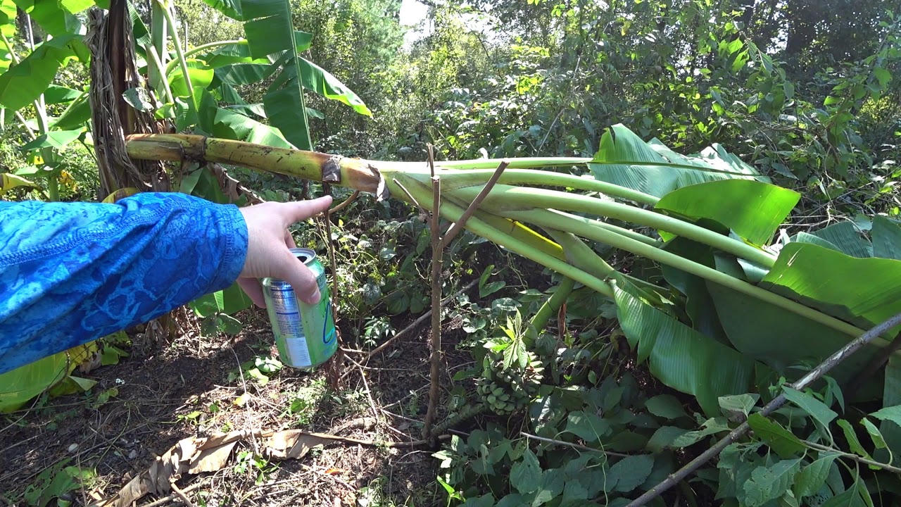 All about Cardaba Banana |  John Desrosiers talks about Banana trees.