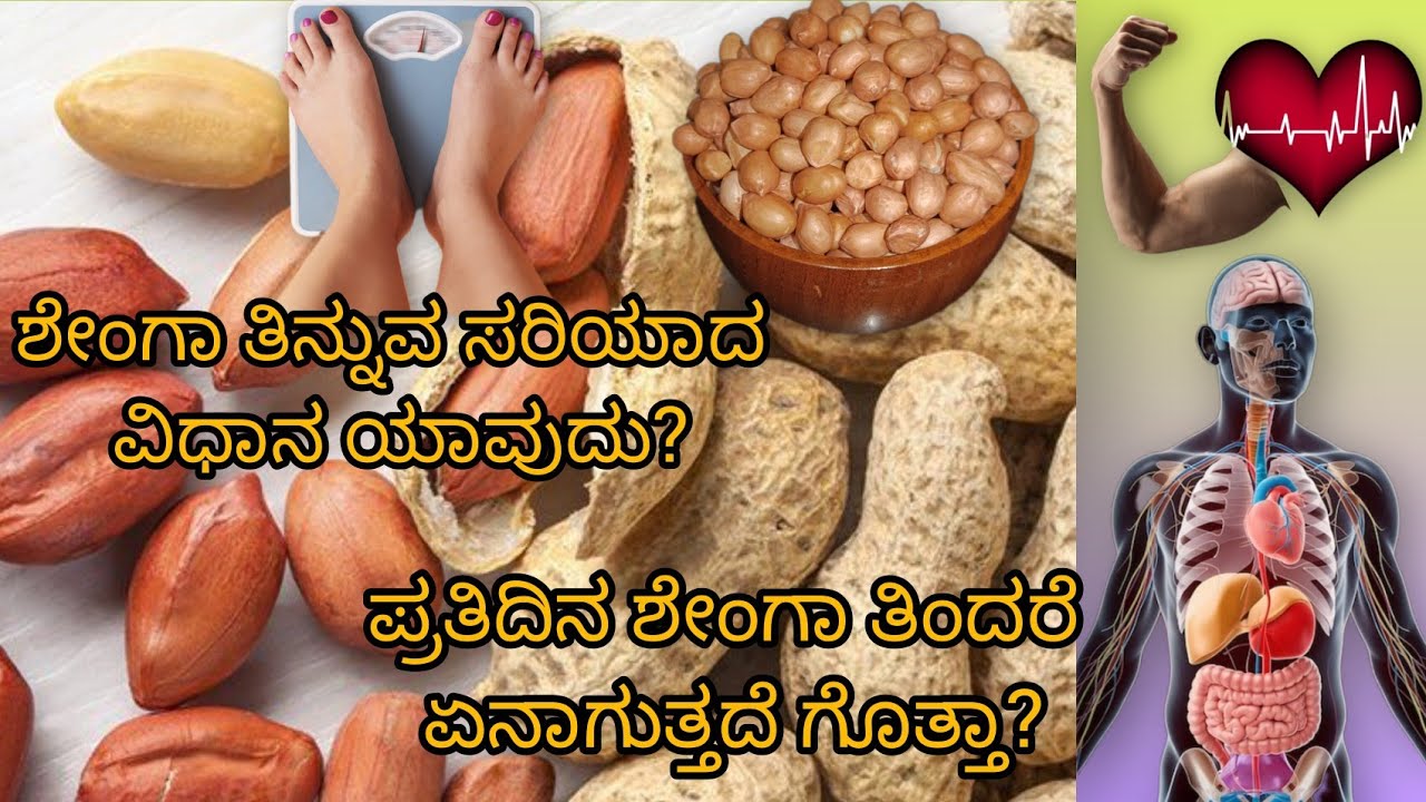 ಪ್ರತಿದಿನ ಶೇಂಗಾ ತಿಂದರೆ ಏನಾಗುತ್ತದೆ ಗೊತ್ತಾ? ಸಣ್ಣ ಕಾಯಿ, ದೊಡ್ಡ ಆರೋಗ್ಯ ರಹಸ್ಯ! Peanut,kadalekai,senga